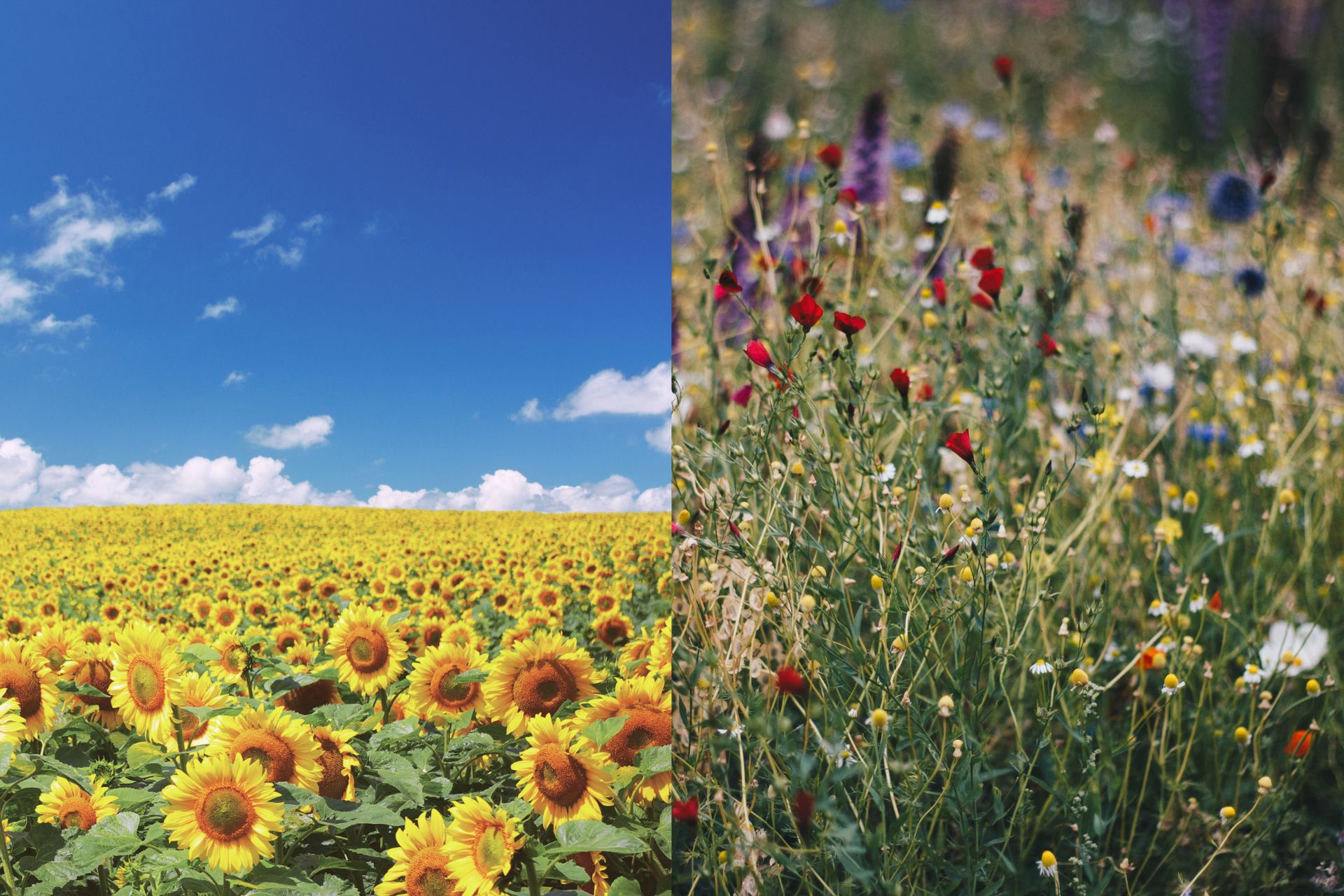A split image. On one side is a photo of a field of sunflowers under a blue sky. The other is a photo of a wildflower meadow.