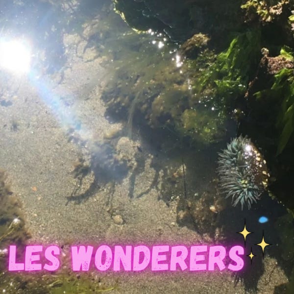 Photo d'un magnifique anémone verte éclairée par le soleil sous l'eau translucide.