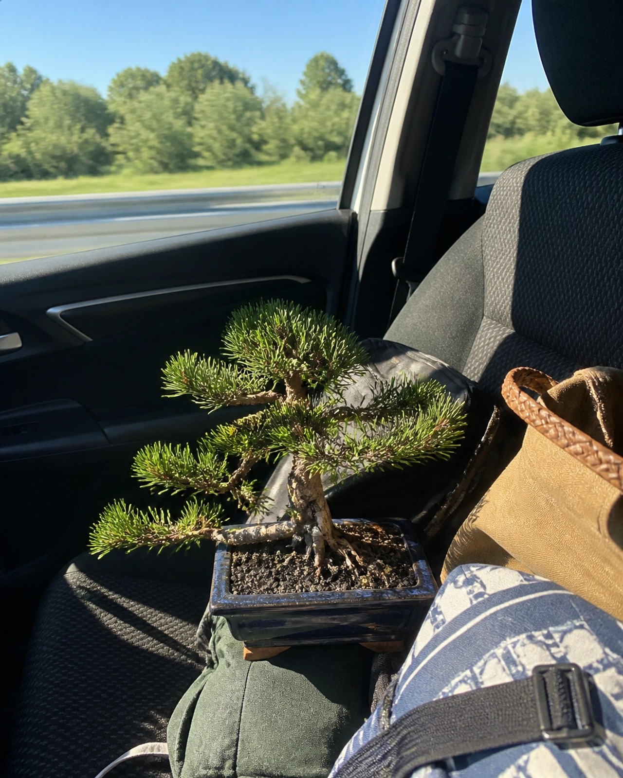 A small, thriving bonsai tree sitting on the passenger seat of a car, surrounded by luggage and travel gear.