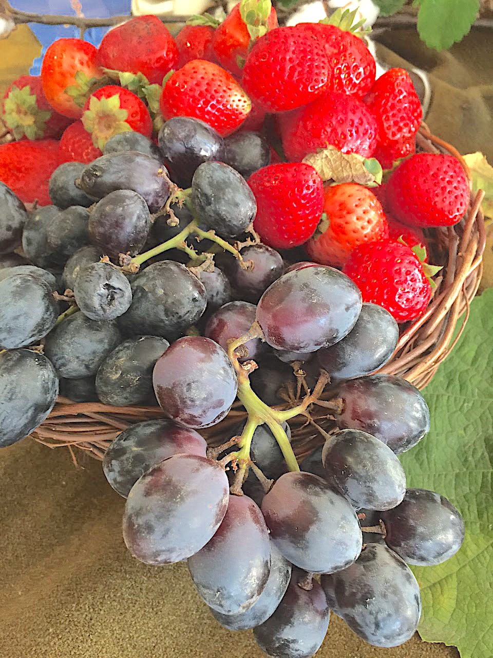 Harvesting strawberries was backbreaking summertime work. The grape harvest meant children missed two and a half months of classes every fall. - story prop idea for teaching THE CIRCUIT by Francisco Jimenez, from LitWits Workshops
