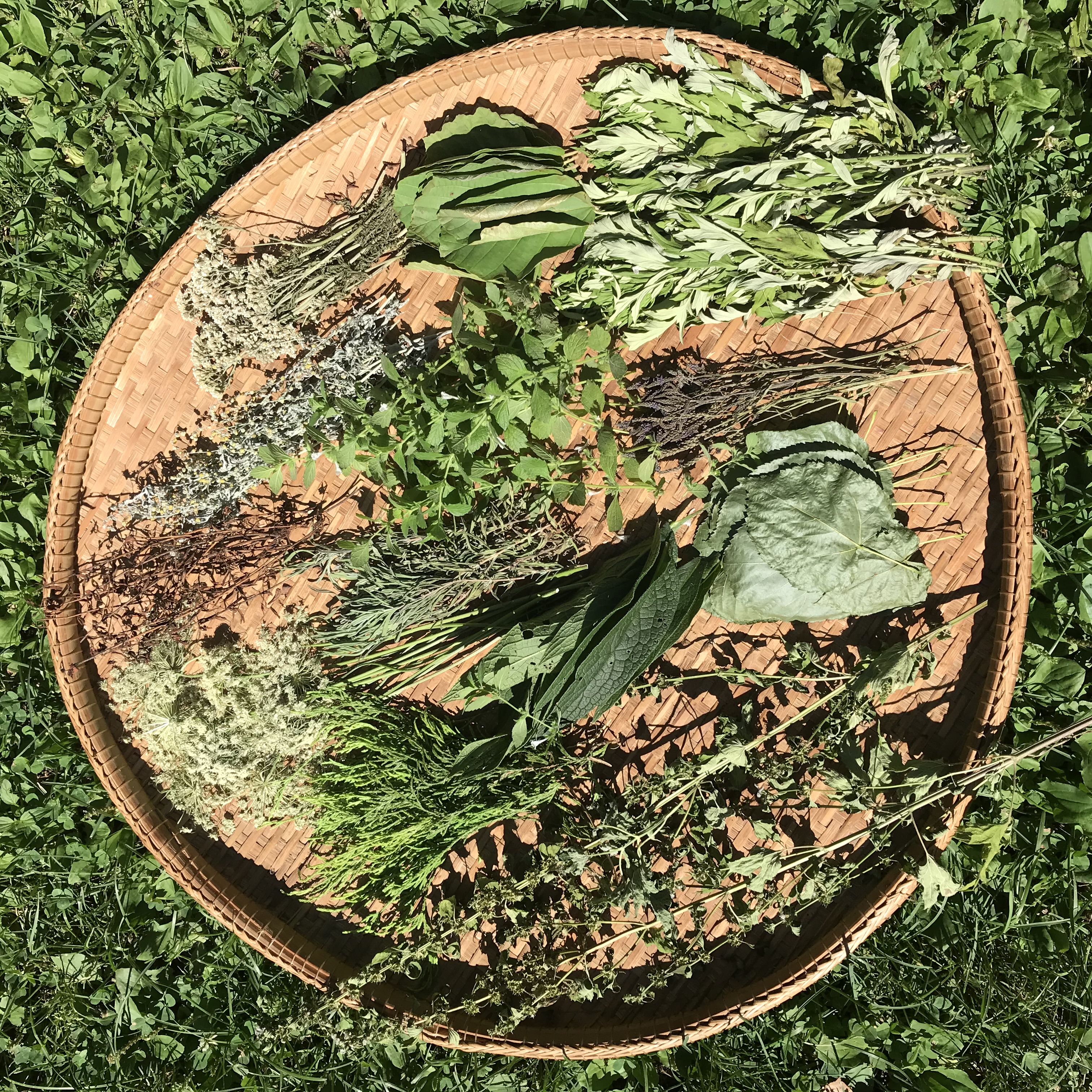 gathering herbs for a thinning veil