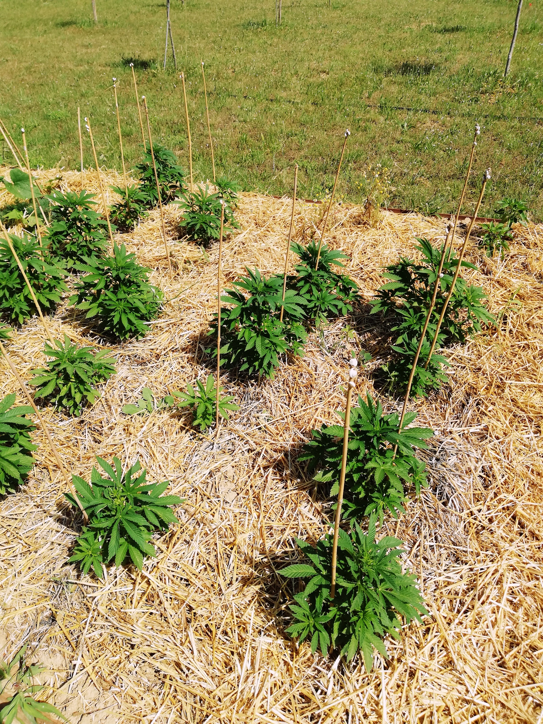 Outdoor hemp cultivation offers significant ecological benefits, from carbon sequestration to improved soil health.
