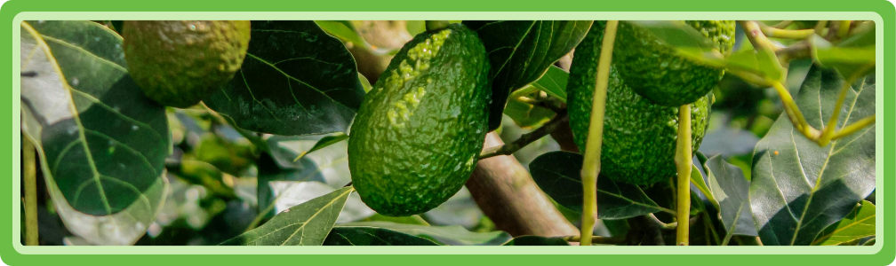 Hollandse avocado's