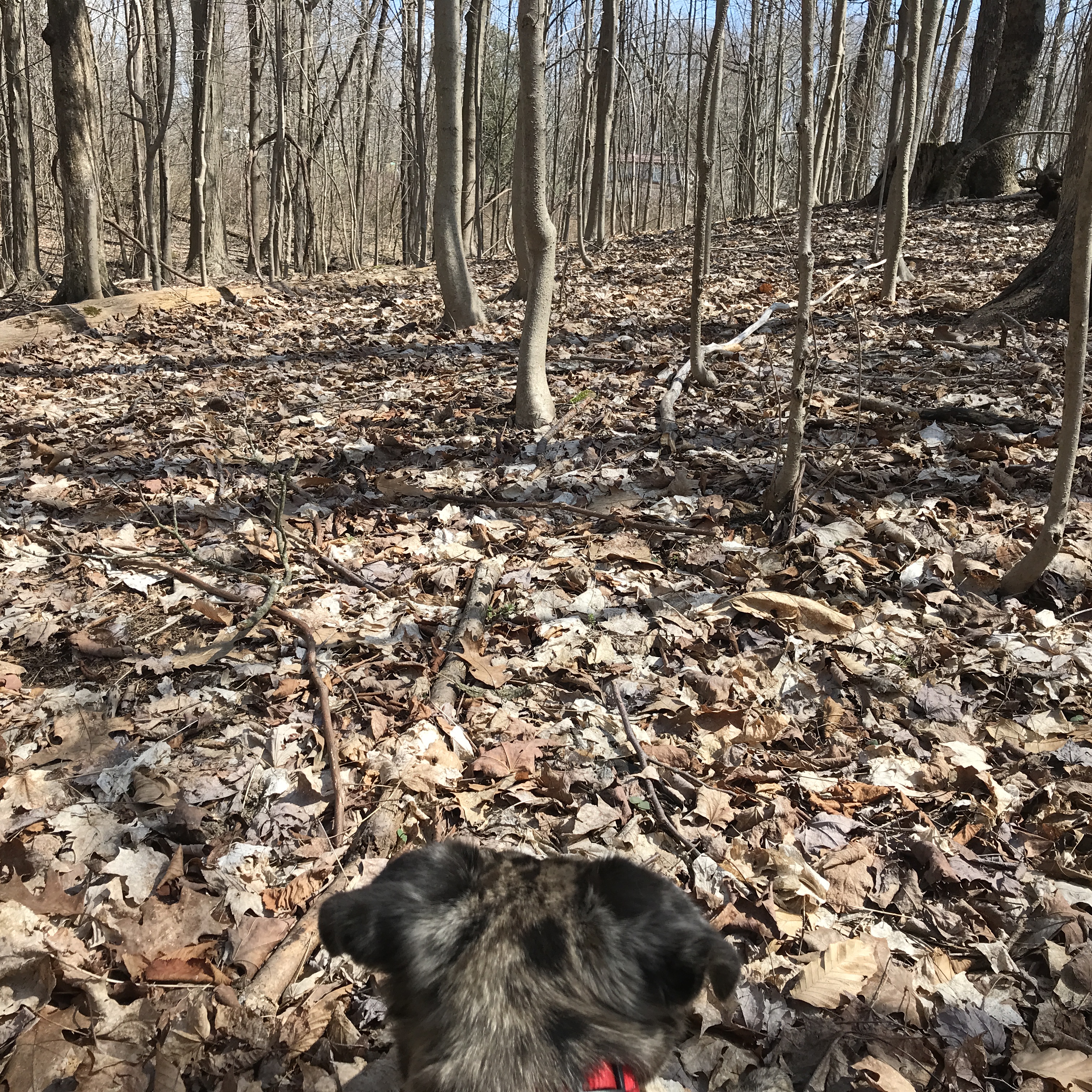 A view of a little dog's head as she peers into the woods.