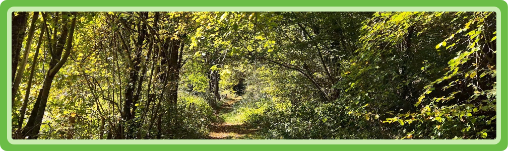 Franse bosrand met zonlicht dat door de bomen valt, symbool voor leven in verbinding met de natuur.