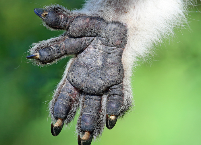 The outstretched palm of a Koala, showing its fingerprints