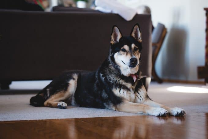 A tan and black dog laying on the ground. 