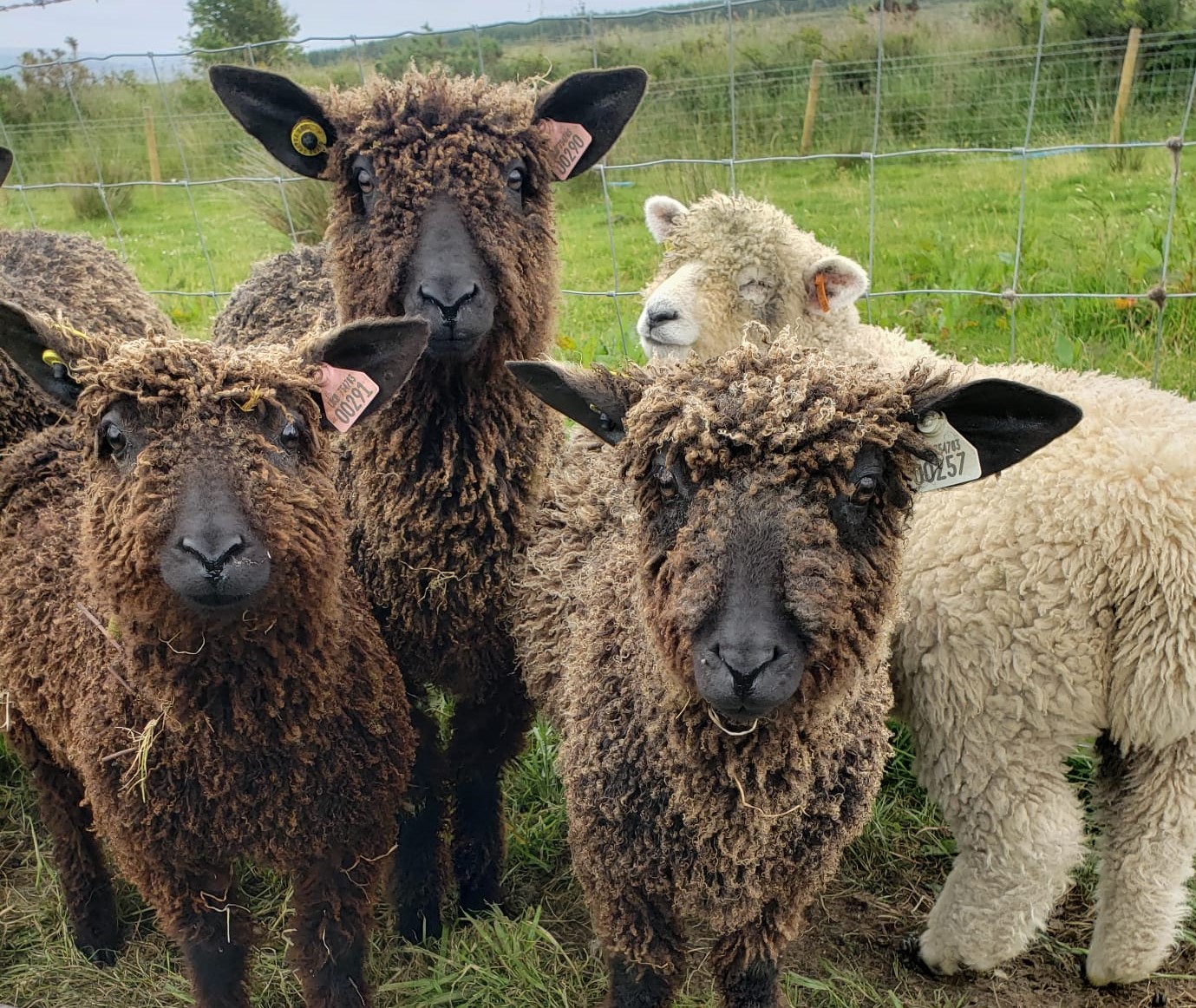 Rare Breed Lambs