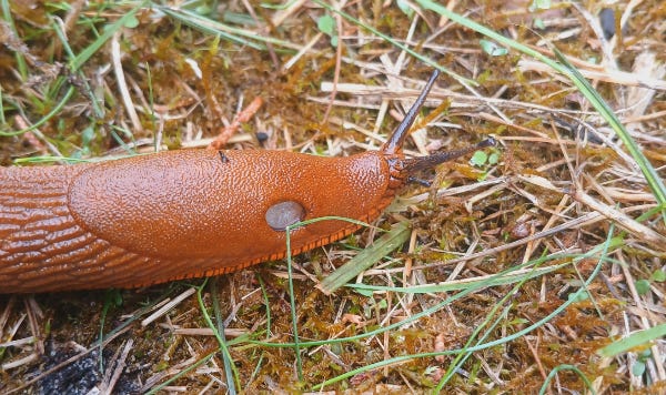 Limace rouge ou grande loche en gros plan qui glisse sur le gazon et de la mousse