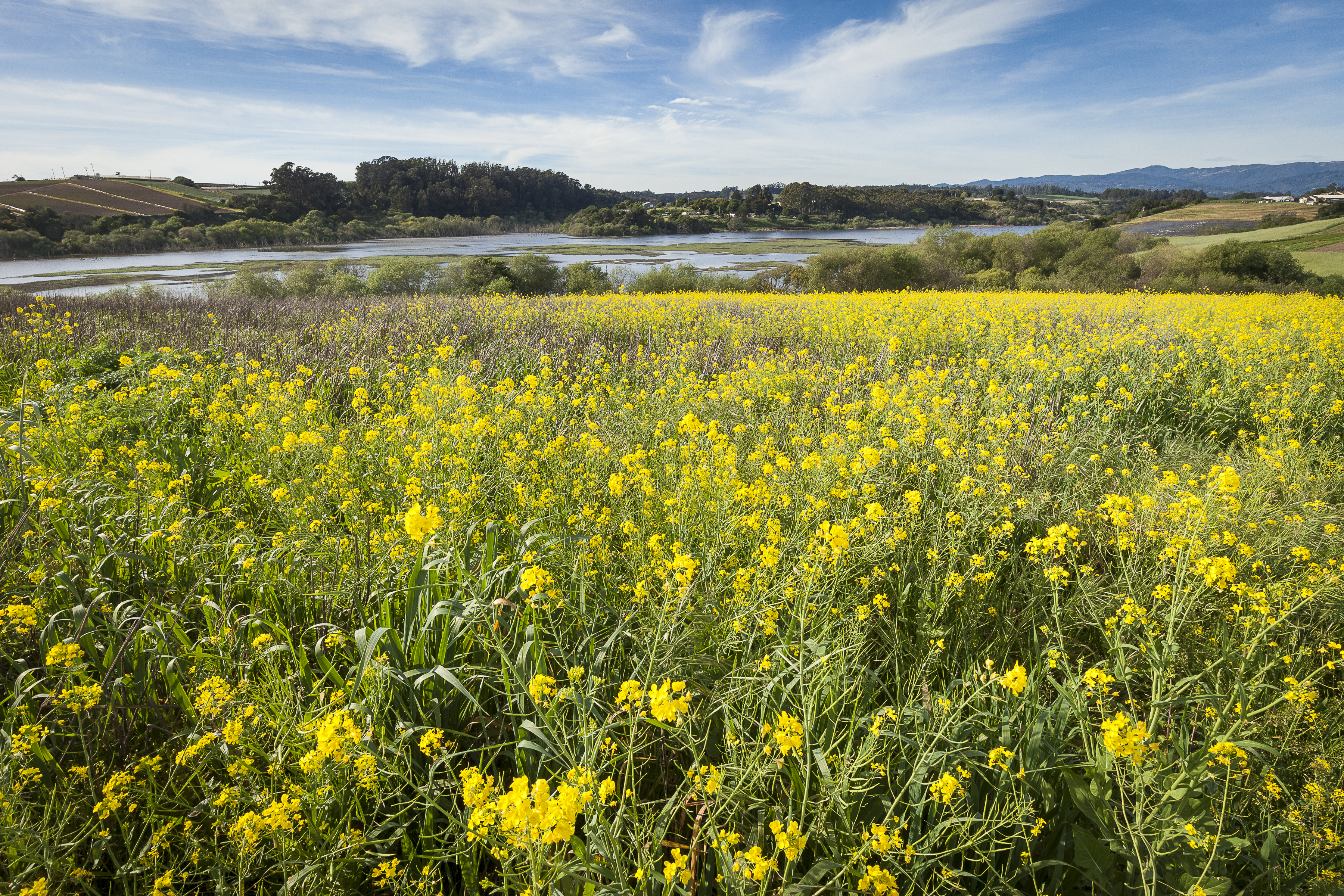 2015 03 15 Watsonville Slough Farm PZP 01