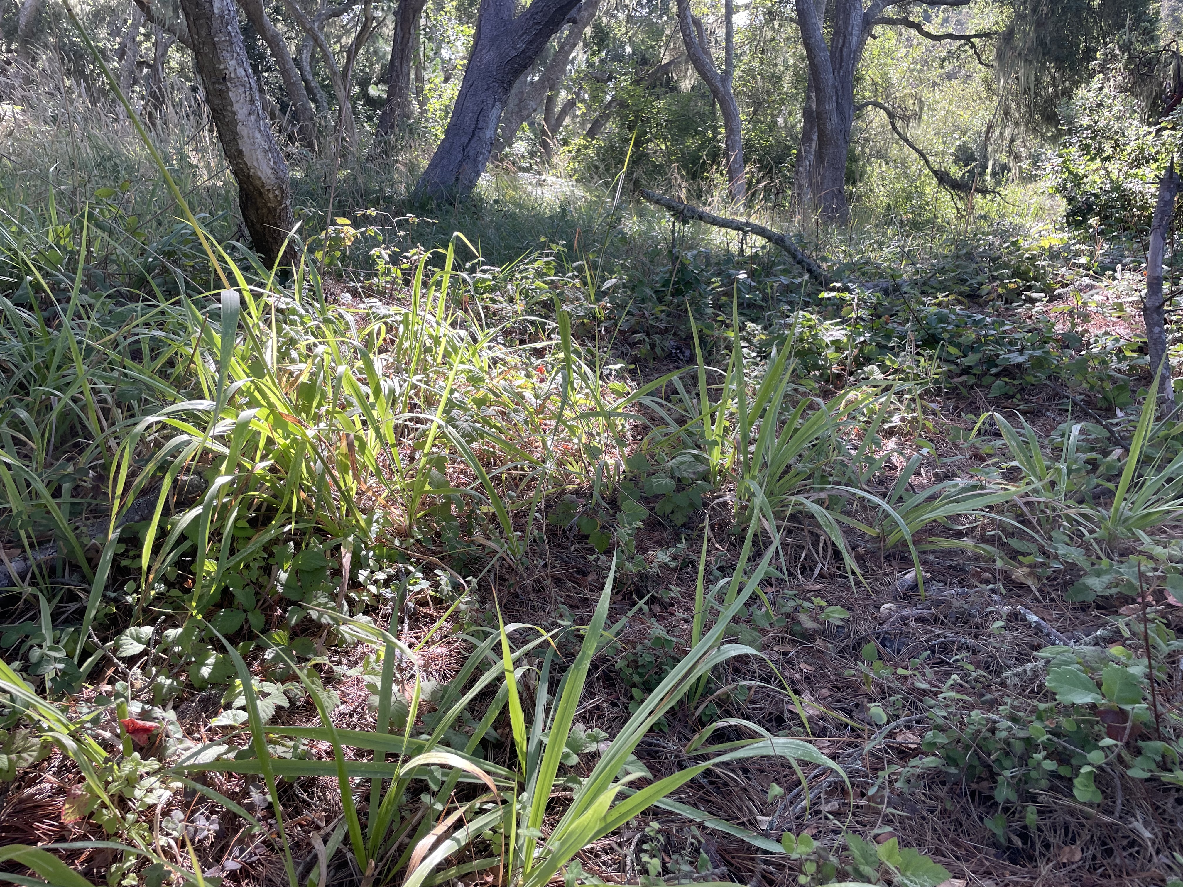 Foraging Habitat for SCLTS
