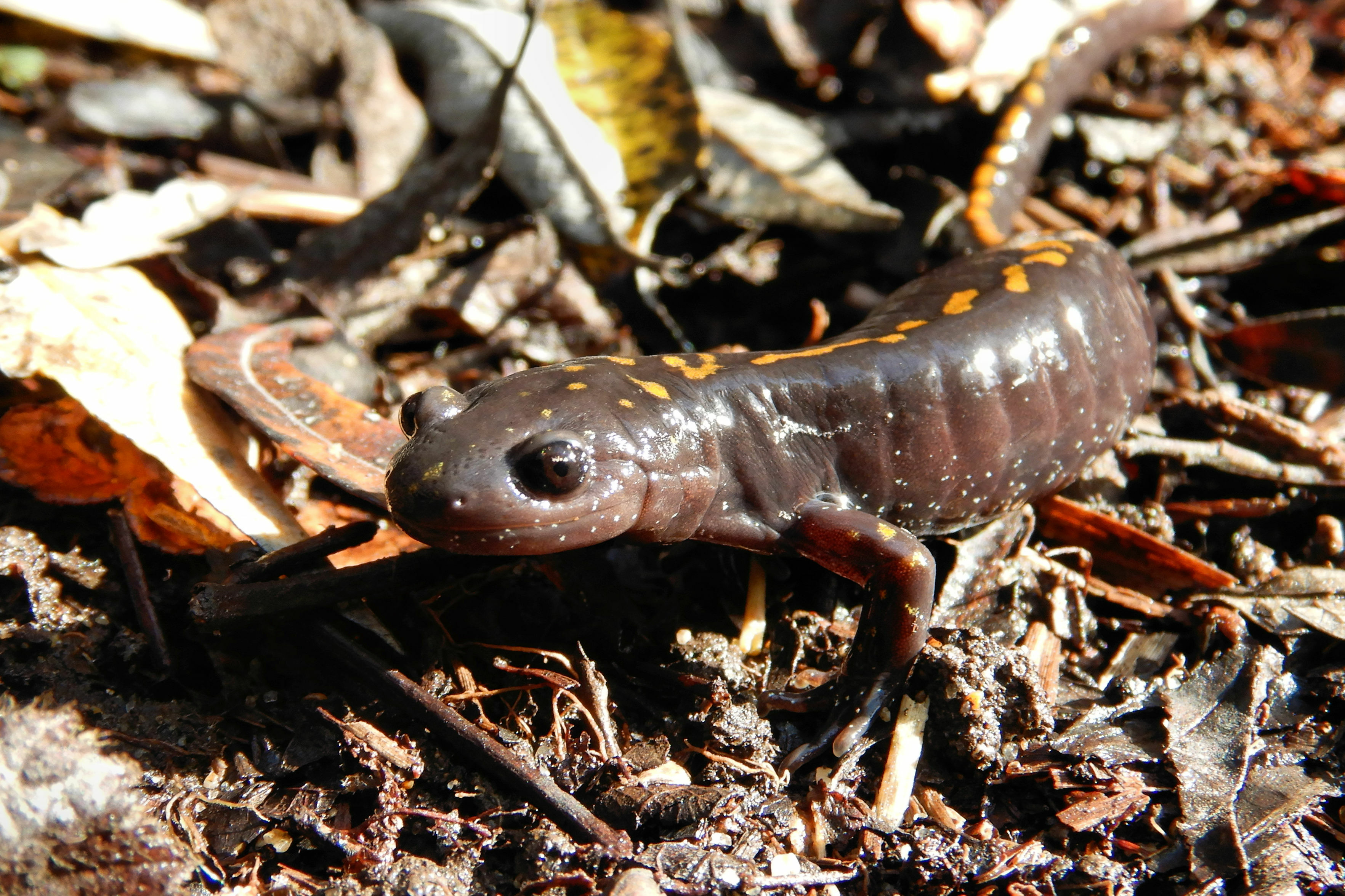 SCLTS Bonita Pond 12 04 22 B