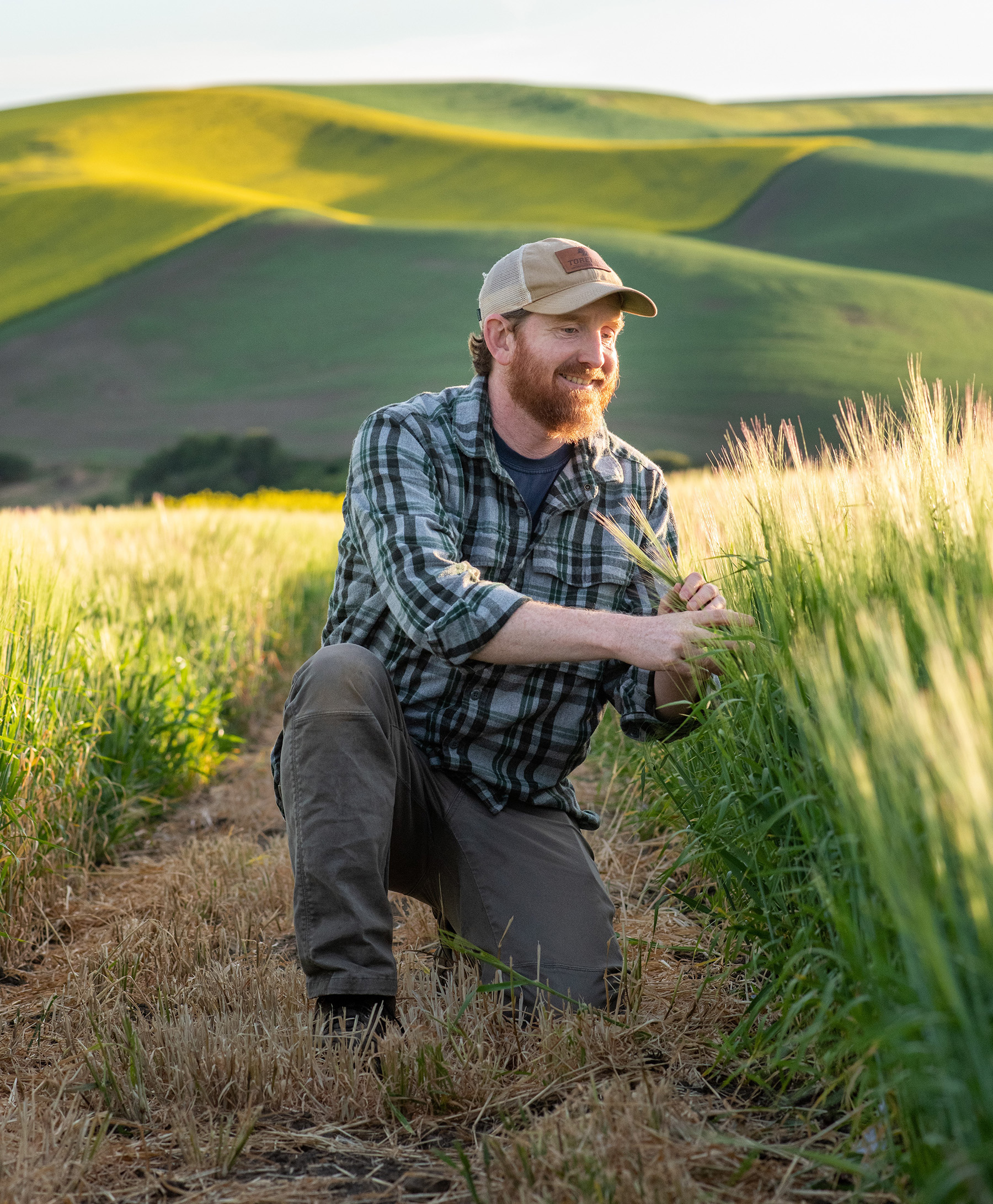 Kevin Murphy kneeling and looking at barley plots.