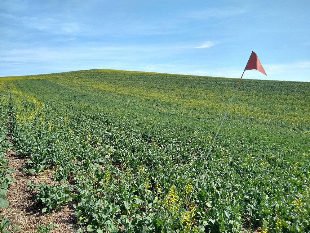 Canola variety testing field.