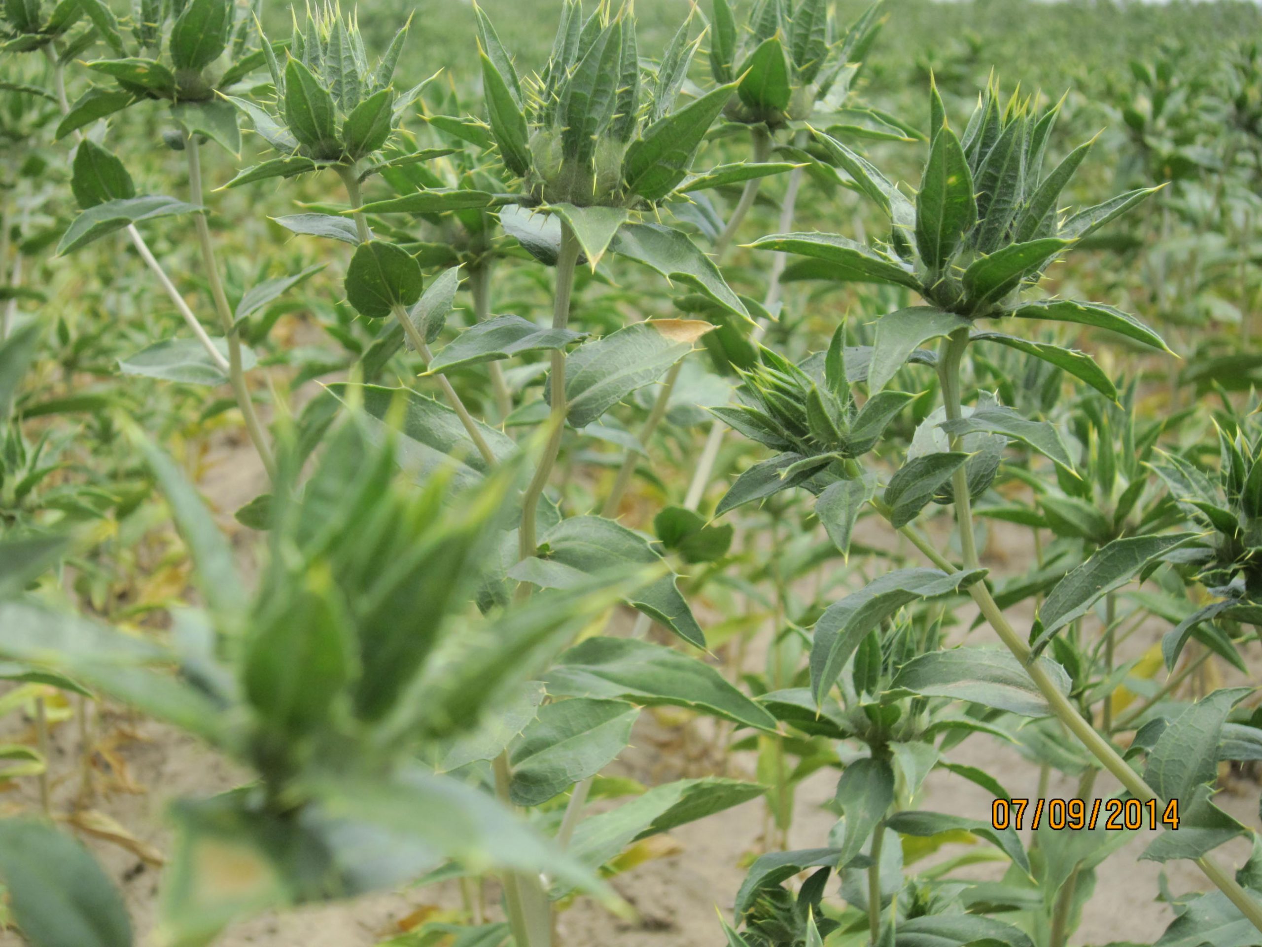 Safflower in a field at Lind.