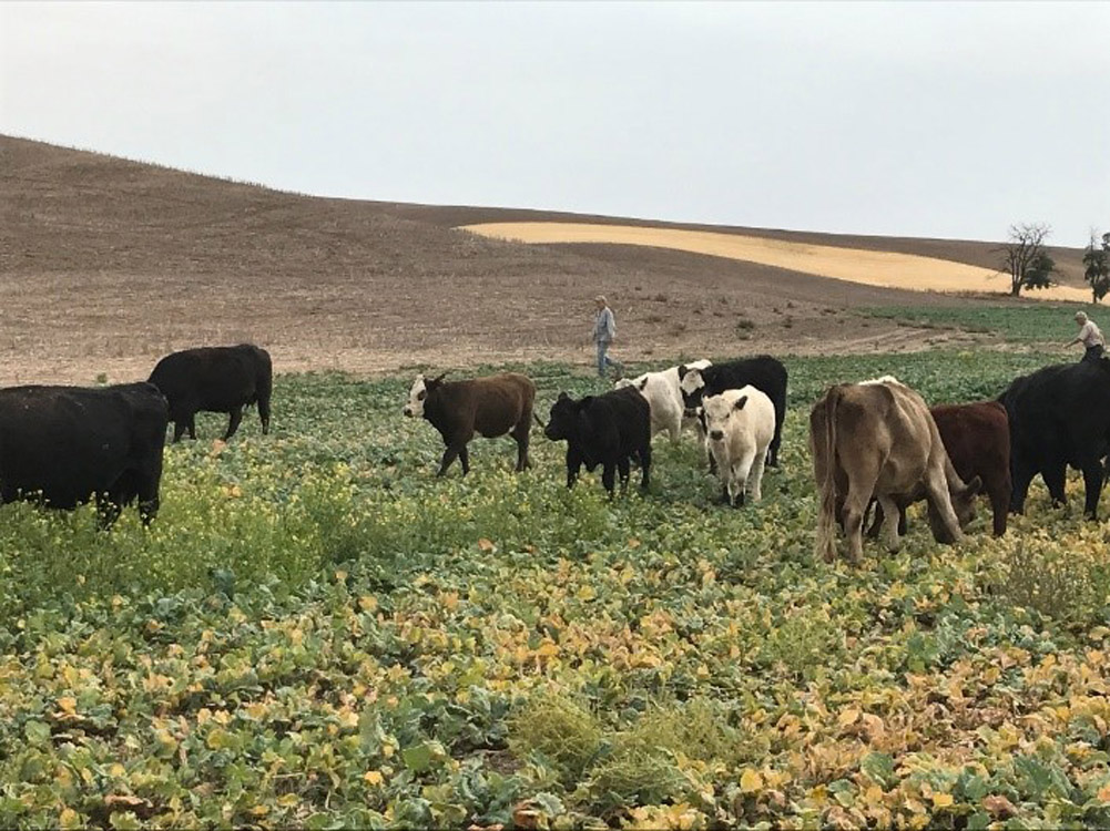 Cows grazing in a field.