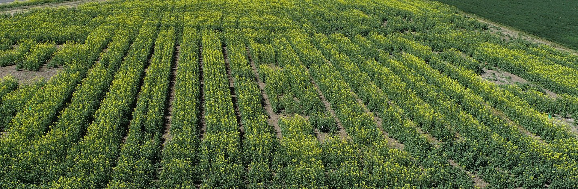 A phosphorus study in a field.