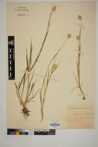 Phalaris canariensis image