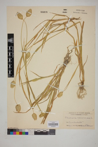 Phalaris canariensis image