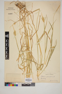 Phalaris paradoxa image
