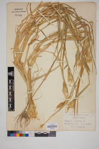 Phalaris paradoxa image