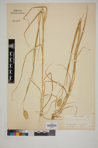 Phalaris canariensis image