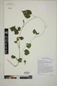 Ipomoea muricata image