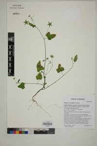 Anoda crenatiflora image