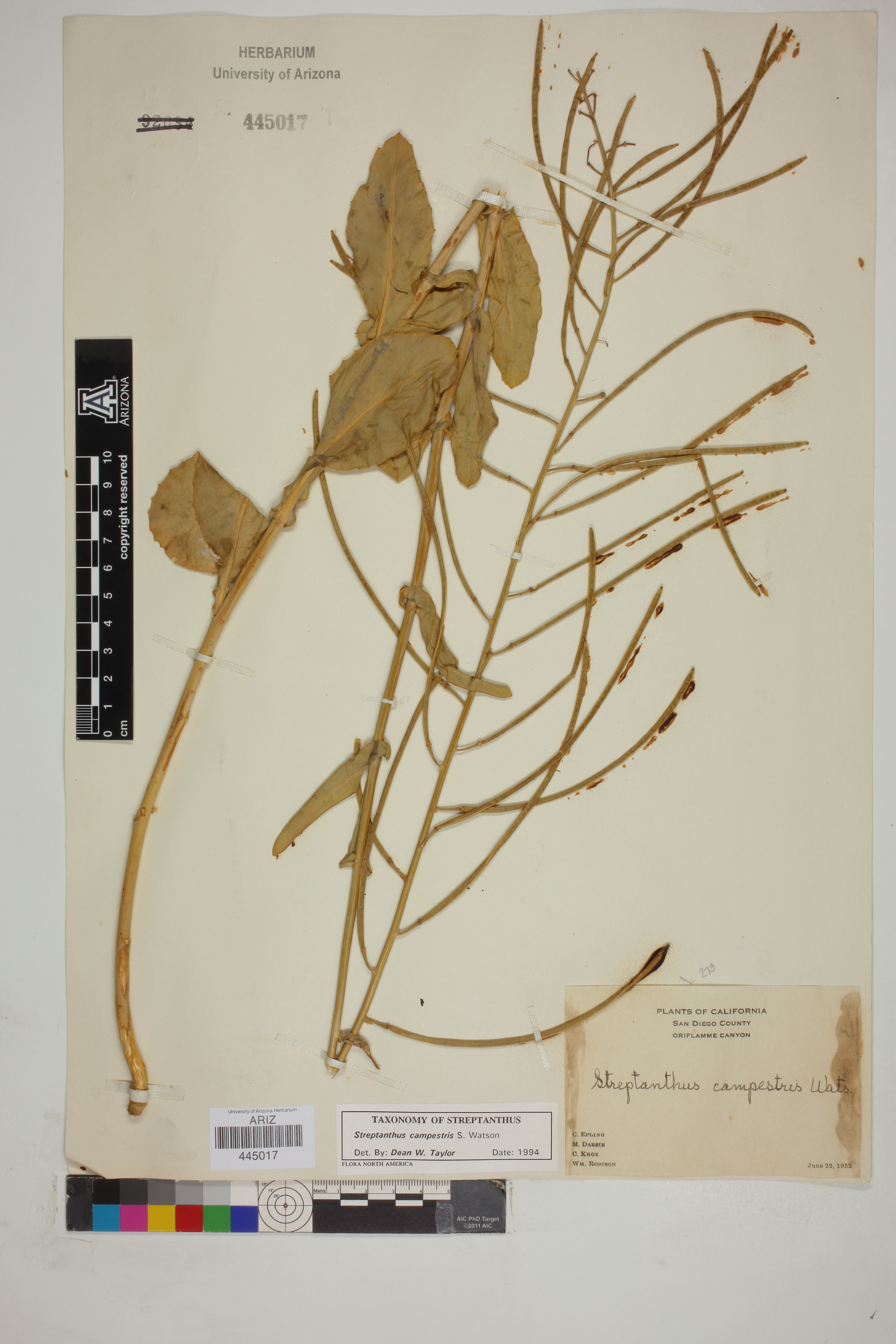 Streptanthus campestris image