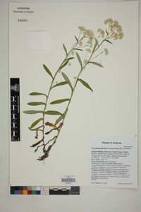 Pseudognaphalium canescens image