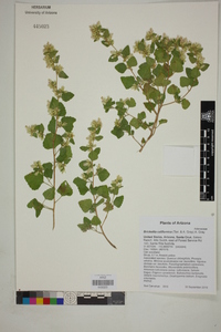 Brickellia californica image