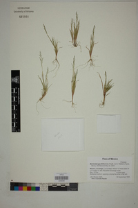 Muhlenbergia filiformis image