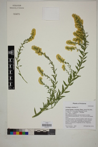 Solidago velutina image