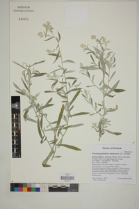 Pseudognaphalium canescens image