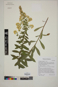 Solidago wrightii image