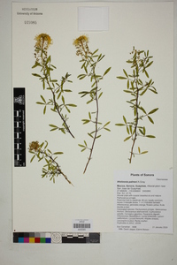 Wislizenia palmeri image