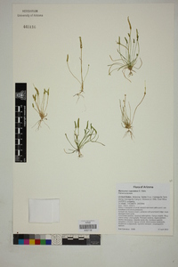 Myosurus cupulatus image