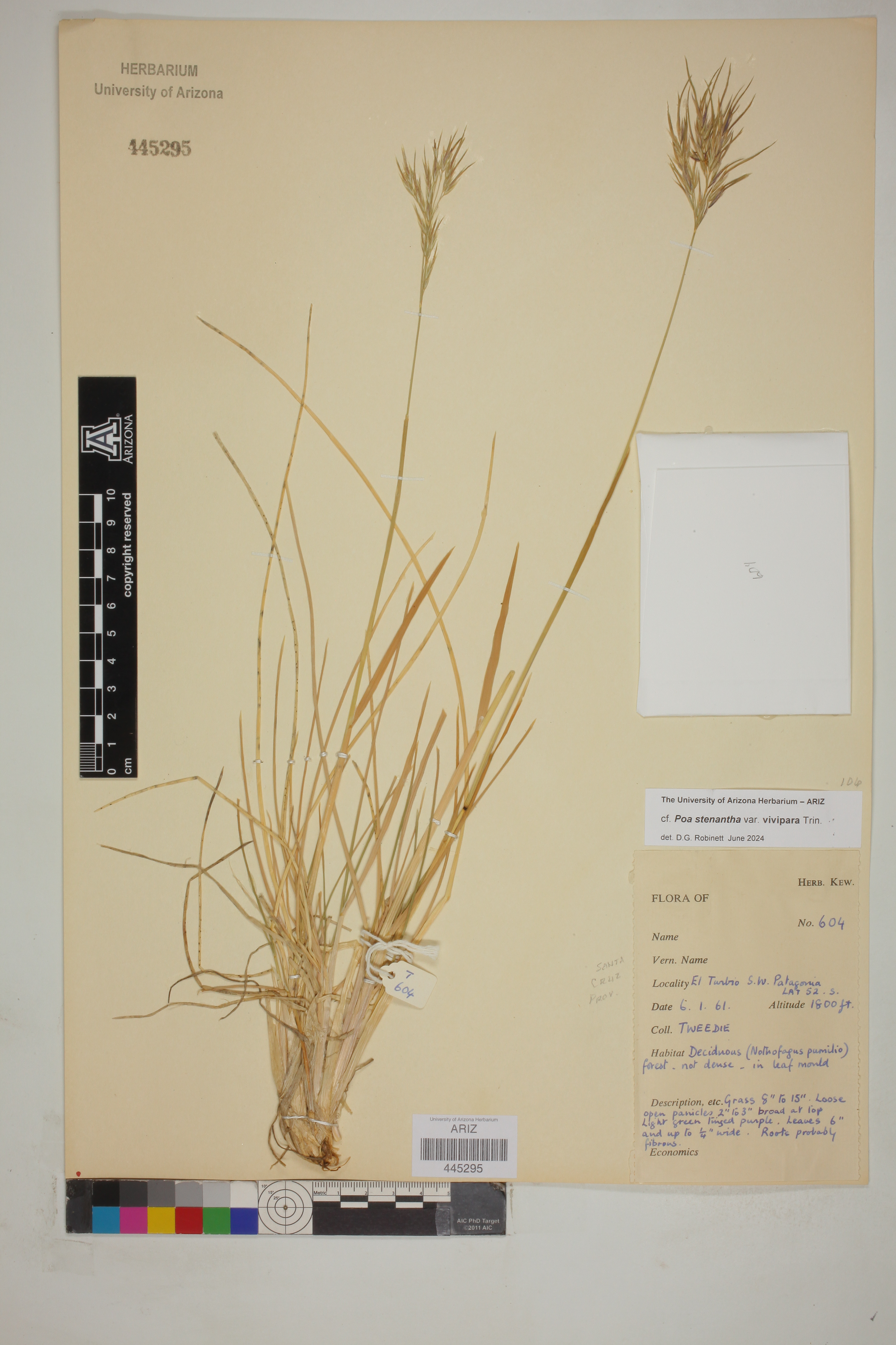 Poa stenantha image