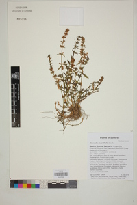 Stemodia durantifolia image