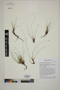 Eleocharis montevidensis image