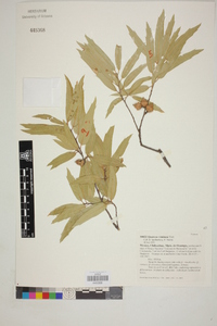 Quercus viminea image