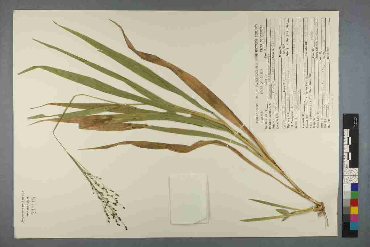 Panicum glutinosum image