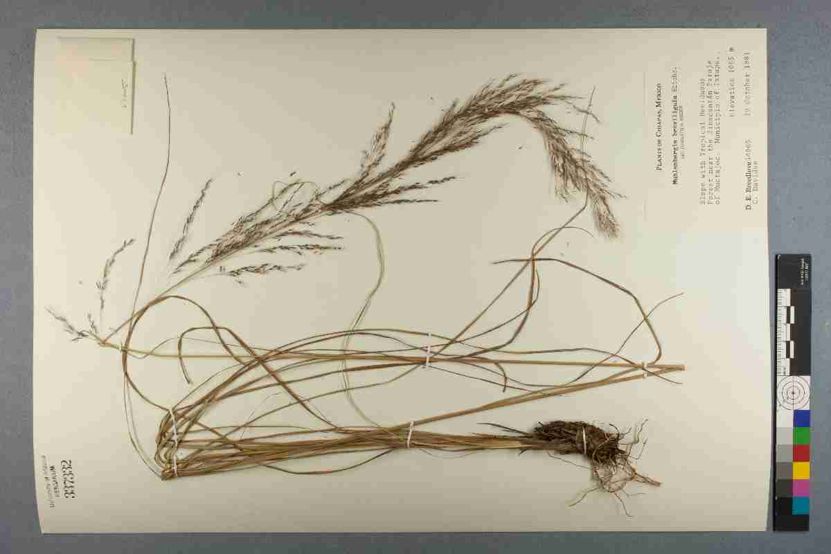 Muhlenbergia breviligula image