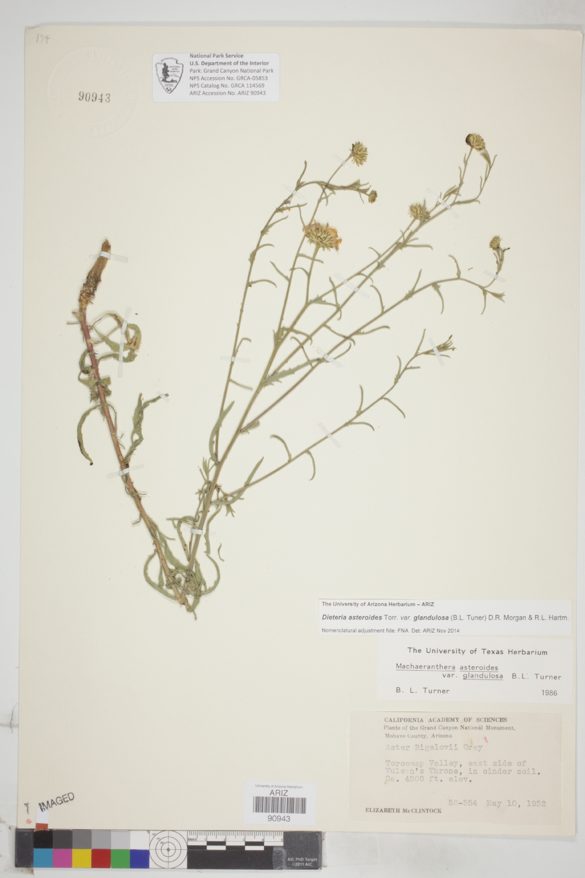 Dieteria asteroides var. glandulosa image