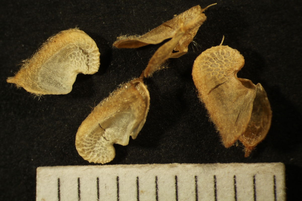 Sphaeralcea rusbyi subsp. gilensis image