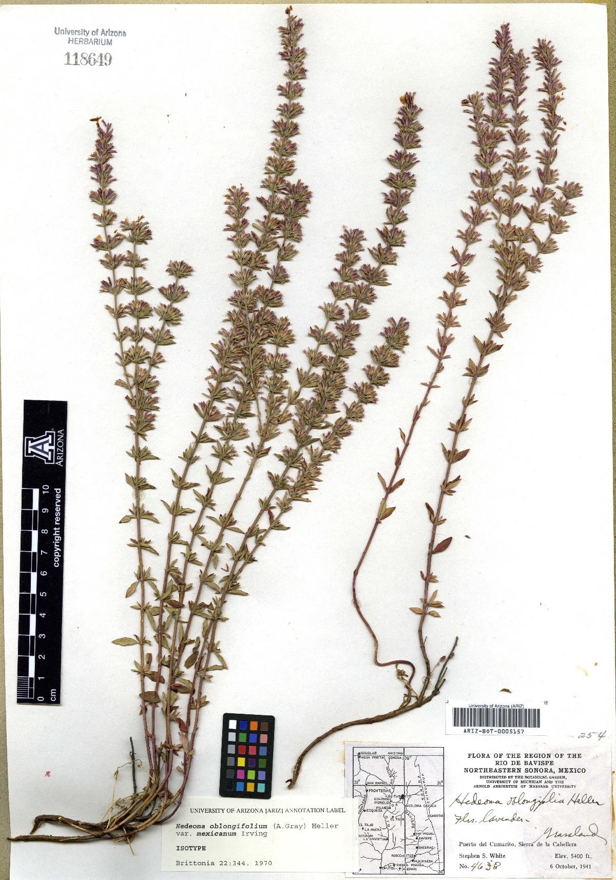 Hedeoma oblongifolia var. mexicanum image