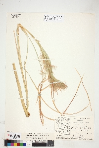 Andropogon glomeratus image