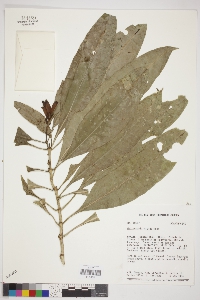 Media resource of Geissomeria nitida