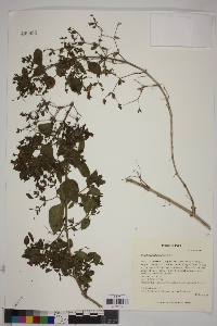 Image Associated With the Occurence
