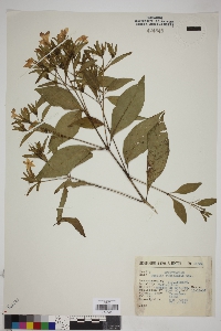 Ruellia rubicaulis image